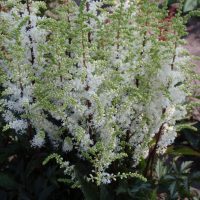 3555_10745_Astilbe_Whiteberry-1-D.jpg