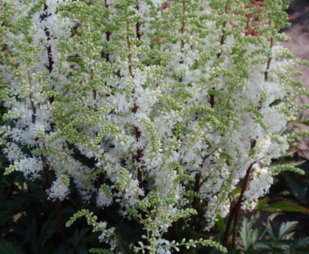 3555_10745_Astilbe_Whiteberry-1-D.jpg