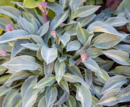 3582_10663_Hosta_Stand_by_Me.jpg