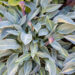 3582_10663_Hosta_Stand_by_Me.jpg