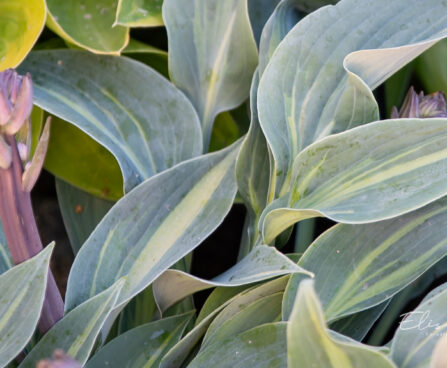 3582_10664_Hosta_Stand_by_Me_3.jpg