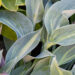 3582_10664_Hosta_Stand_by_Me_3.jpg