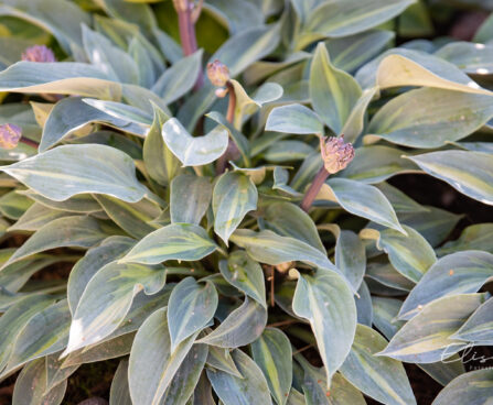 3582_10665_Hosta_Stand_by_Me_2.jpg