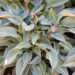 3582_10665_Hosta_Stand_by_Me_2.jpg