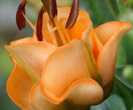 3583_10764_Lilium_Apricot_Fudge_-D-_1_liilia.jpg