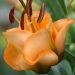 3583_10764_Lilium_Apricot_Fudge_-D-_1_liilia.jpg