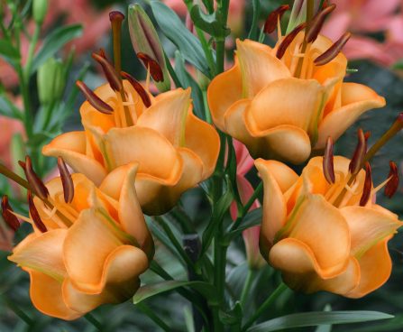 3583_10765_Lilium_Apricot_Fudge_-D-_2_liilia.jpg