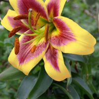 3589_10770_Lilium_Robert_Swanson-1-D_liilia.jpg