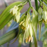 Disporum_cantoniense_Green_Giant_kantoni_haldjakell_Dit.jpg