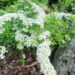 100_7338_Spiraea_cinerea_Grefsheim.JPG