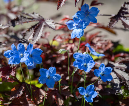 3630_10668_Delphinium_grandiflorum_suureoieline_kukekannus_2.jpg