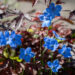 3630_10668_Delphinium_grandiflorum_suureoieline_kukekannus_2.jpg