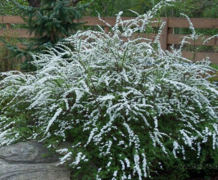 100_8149_Spiraea_cinerea_Grefsheim.JPG