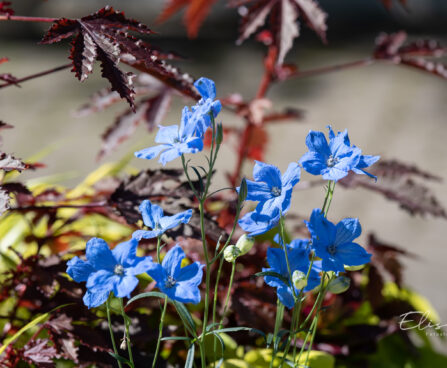 3630_10669_Delphinium_grandiflorum_suureoieline_kukekannus.jpg