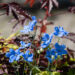 3630_10669_Delphinium_grandiflorum_suureoieline_kukekannus.jpg