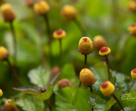 3656_11280_Spilanthes_oleracea__noopkakar_2.jpg