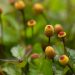 3656_11280_Spilanthes_oleracea__noopkakar_2.jpg