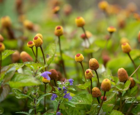 3656_11281_Spilanthes_oleracea__noopkakar.jpg