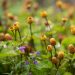 3656_11281_Spilanthes_oleracea__noopkakar.jpg