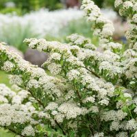 103_7525_Spiraea_x_vanhouttei.JPG