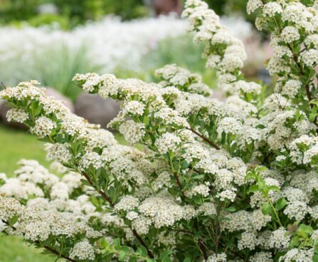 103_7525_Spiraea_x_vanhouttei.JPG