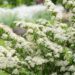 103_7525_Spiraea_x_vanhouttei.JPG