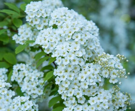 103_8449_Spiraea_x_vanhouttei.JPG