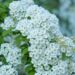 103_8449_Spiraea_x_vanhouttei.JPG