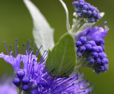 3702_11213_Caryopteris_x_clandonensis_Heavenly_Blue_30.jpg