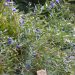 3702_11214_Caryopteris_x_clandonensis_Heavenly_Blue_29.jpg