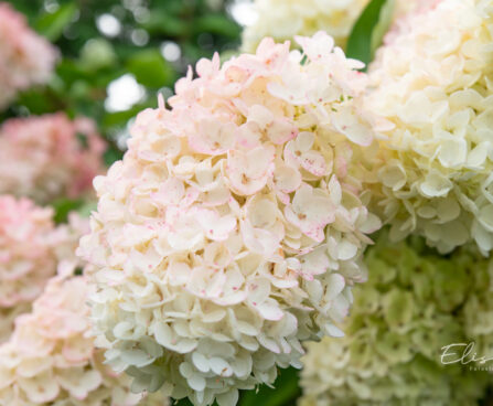 3715_11274_Hydrangea_paniculata_Polar_Bear__hortensia.jpg