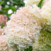 3715_11274_Hydrangea_paniculata_Polar_Bear__hortensia.jpg