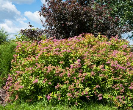 105_4555_Spiraea_japonica_Gold_Mound.jpg