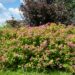 105_4555_Spiraea_japonica_Gold_Mound.jpg