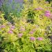 106_8835_Spiraea_japonica_Golden_Princess.JPG