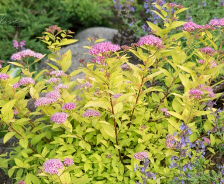 106_8848_Spiraea_japonica_Golden_Princess_2.JPG