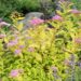 106_8848_Spiraea_japonica_Golden_Princess_2.JPG