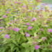 106_9013_Spiraea_japonica_Golden_Princess.JPG