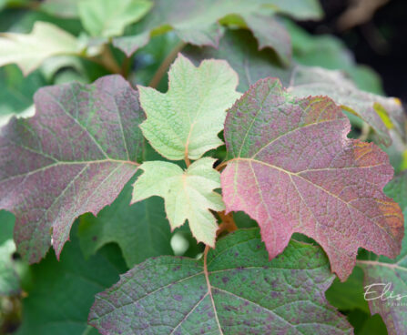 3786_11285_Hydrangea_quercifolia_tammelehine_hortensia_2.jpg