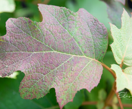3787_11284_Hydrangea_quercifolia_tammelehine_hortensia.jpg