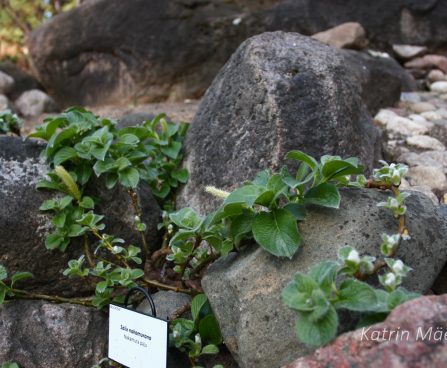 3814_11212_Salix_nakamurana_Nakamura_paju_Katrin_Maeots.jpg
