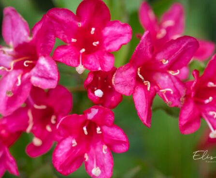 113_9700_Weigela_florida_veigela_2.jpg