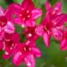 113_9700_Weigela_florida_veigela_2.jpg