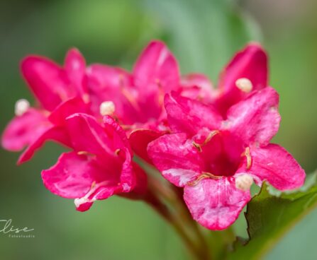 113_9701_Weigela_florida_veigela_3.jpg