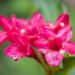 113_9701_Weigela_florida_veigela_3.jpg