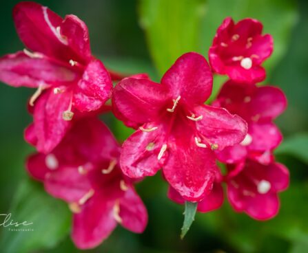 113_9702_Weigela_florida_veigela_4.jpg