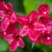 113_9702_Weigela_florida_veigela_4.jpg