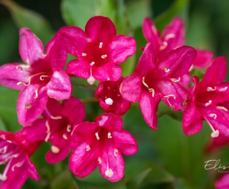 113_9703_Weigela_florida_veigela_5.jpg