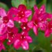 113_9703_Weigela_florida_veigela_5.jpg