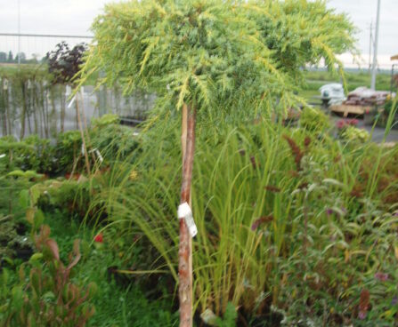 Juniperus_Goldstar_Pa.JPG